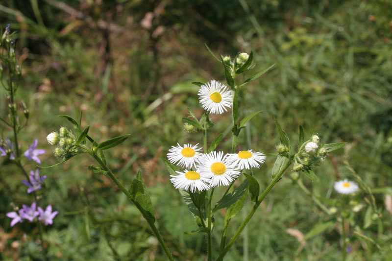 Erigeron annuus / Cspica annua